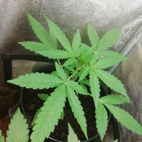 Purple Dakland Kush growlog timeline photo