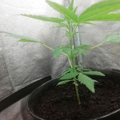 Purple Dakland Kush growlog timeline photo