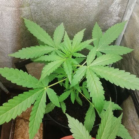 Purple Dakland Kush growlog photo: Hoy baje mas y aumenté cantidad riego (con esto trato de regar mas a lo lejos) 