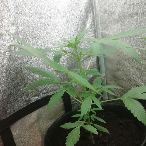 Purple Dakland Kush growlog photo: Hoy baje mas y aumenté cantidad riego (con esto trato de regar mas a lo lejos) 