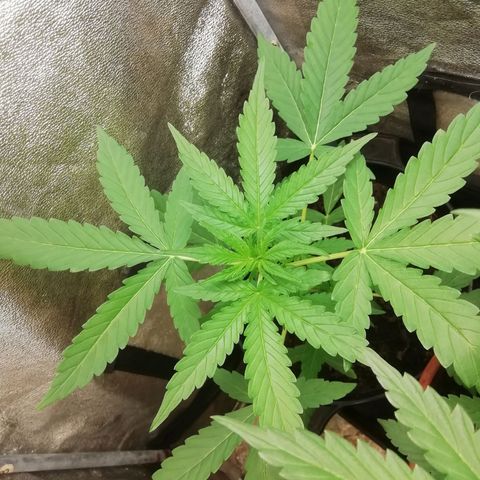 Purple Dakland Kush growlog photo: Aun no empieza la floración, cuando comience girare el foco. Al parecer dio resultado bajar más los maceteros o bien sirvió regar con 1lt.