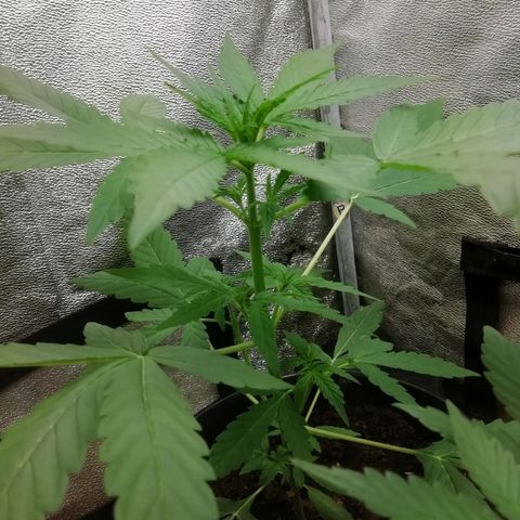Purple Dakland Kush growlog photo: Aun no empieza la floración, cuando comience girare el foco. Al parecer dio resultado bajar más los maceteros o bien sirvió regar con 1lt.