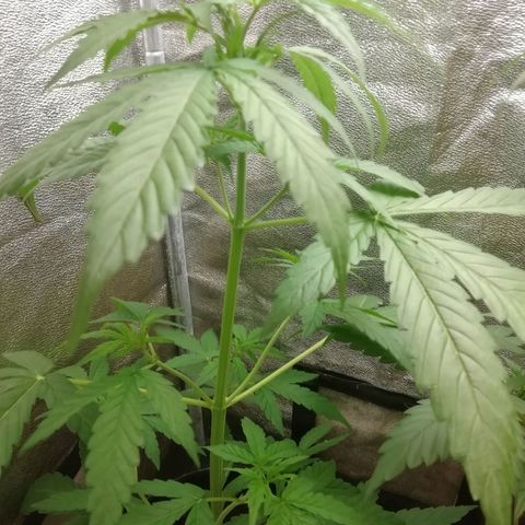 Purple Dakland Kush growlog timeline photo