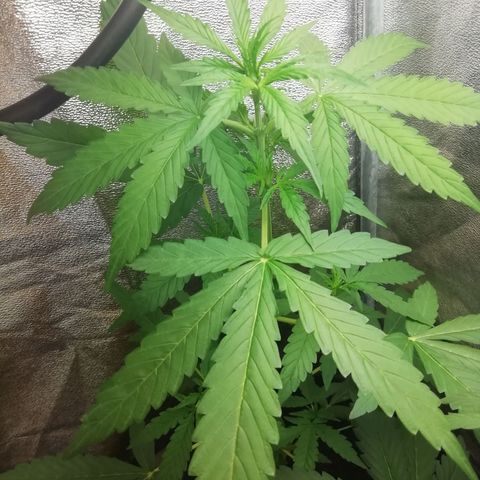 Purple Dakland Kush growlog timeline photo
