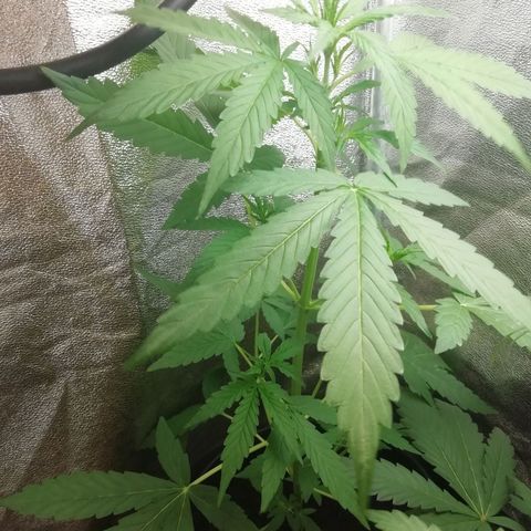 Purple Dakland Kush growlog timeline photo