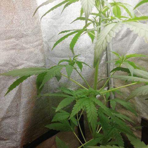 Purple Dakland Kush growlog timeline photo