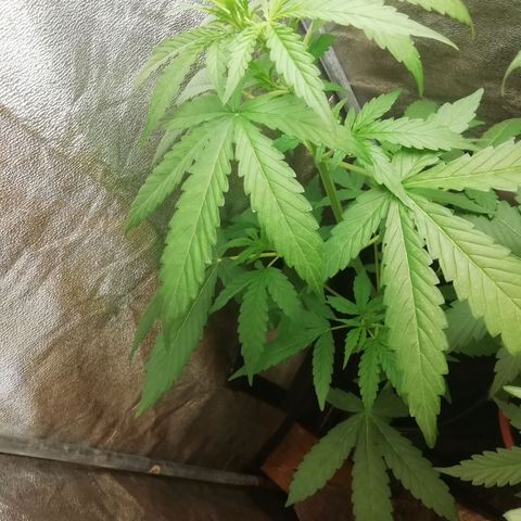 Purple Dakland Kush growlog timeline photo