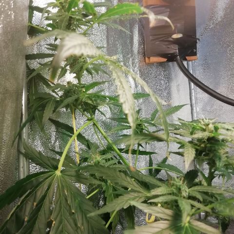 Purple Dakland Kush growlog timeline photo