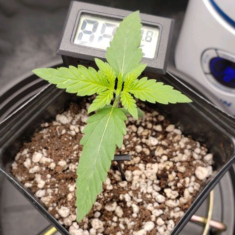 Super Lemon Haze growlog timeline photo