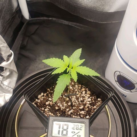 Super Lemon Haze growlog timeline photo