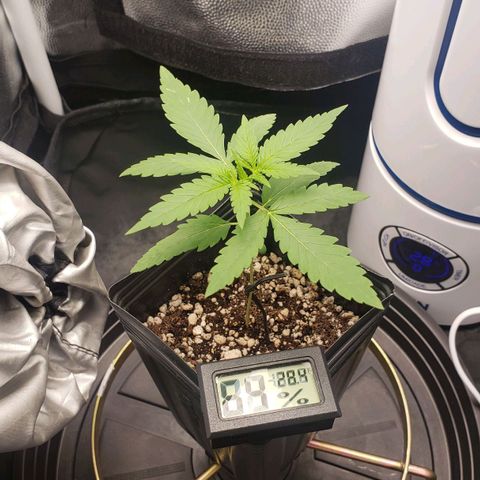 Super Lemon Haze growlog timeline photo