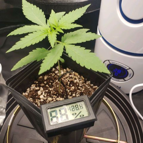 Super Lemon Haze growlog timeline photo