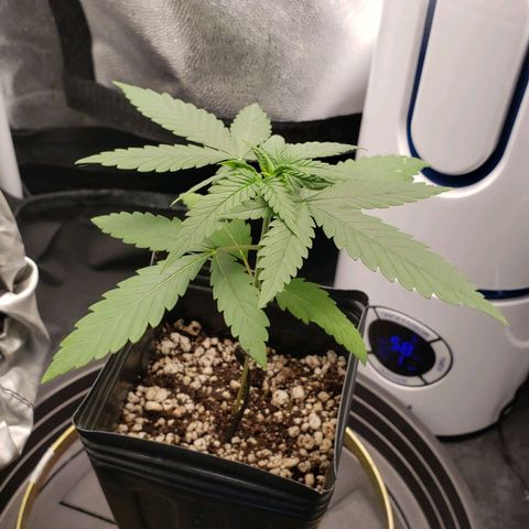 Super Lemon Haze growlog timeline photo