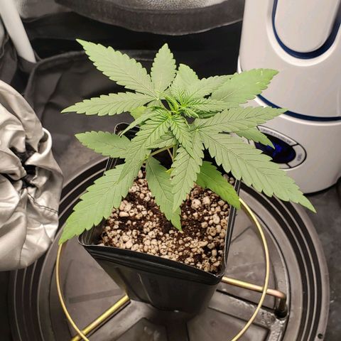 Super Lemon Haze growlog timeline photo