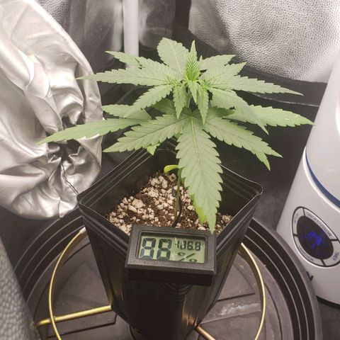 Super Lemon Haze growlog timeline photo