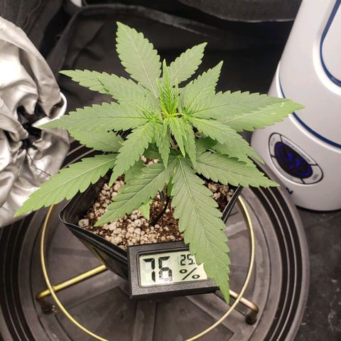 Super Lemon Haze growlog timeline photo