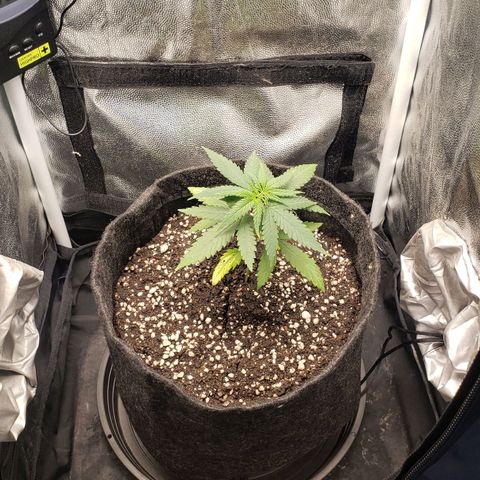 Super Lemon Haze growlog timeline photo