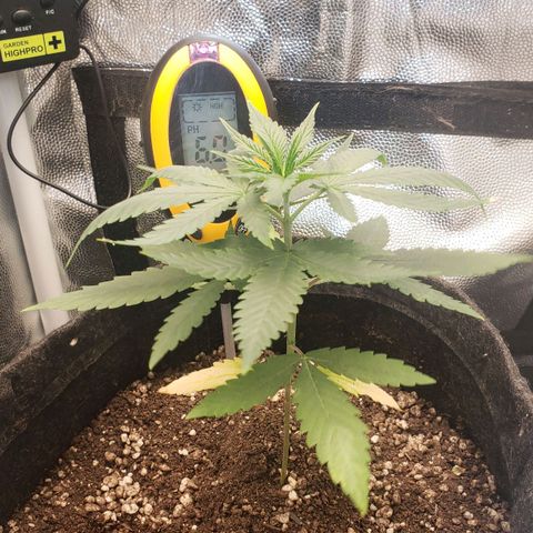 Super Lemon Haze growlog timeline photo