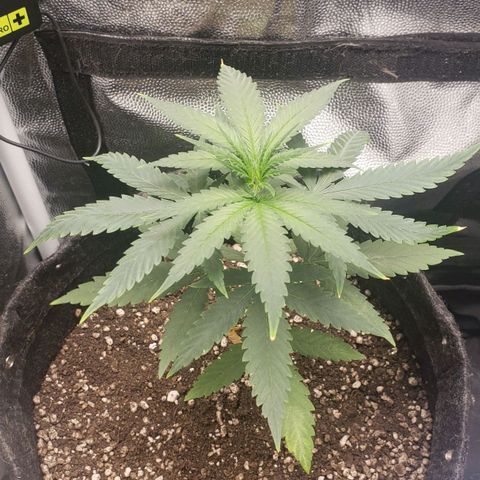 Super Lemon Haze growlog timeline photo
