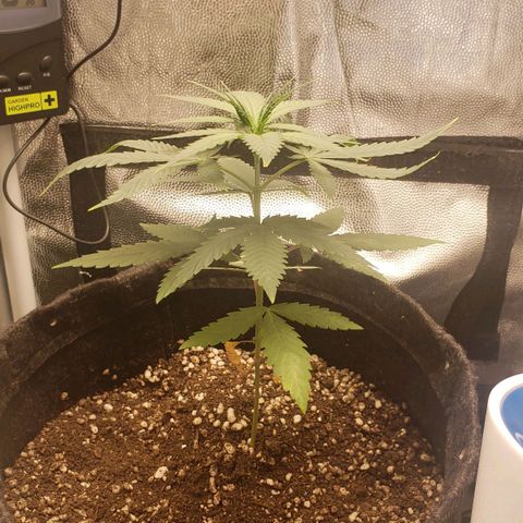 Super Lemon Haze growlog timeline photo