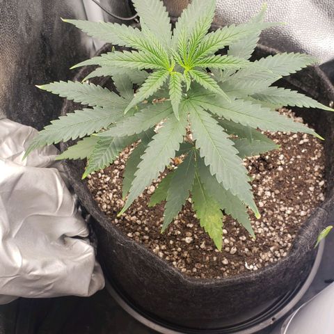 Super Lemon Haze growlog timeline photo