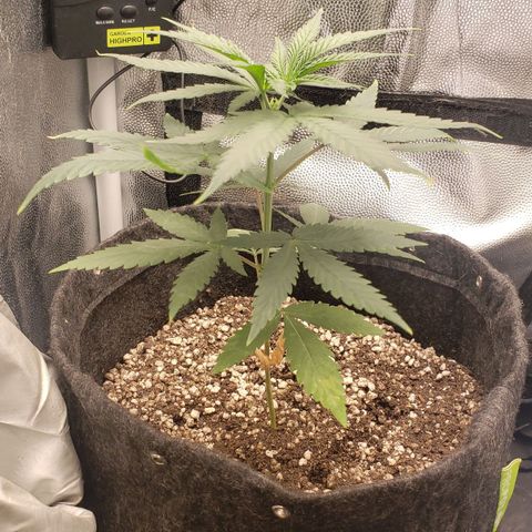 Super Lemon Haze growlog timeline photo
