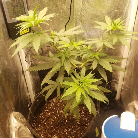 Super Lemon Haze growlog timeline photo