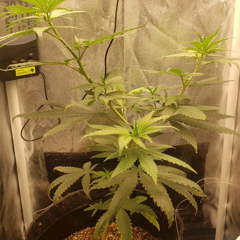 Super Lemon Haze growlog timeline photo
