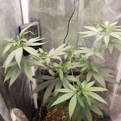 Super Lemon Haze growlog timeline photo
