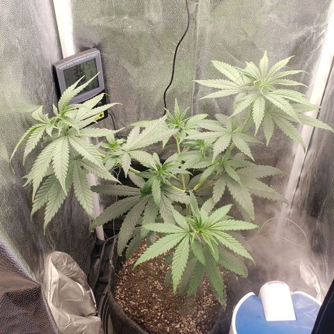 Super Lemon Haze growlog timeline photo