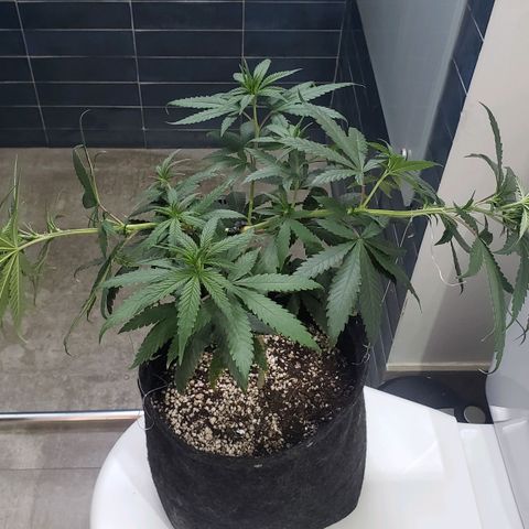 Super Lemon Haze growlog timeline photo