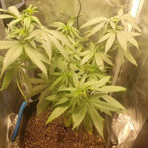 Super Lemon Haze growlog timeline photo