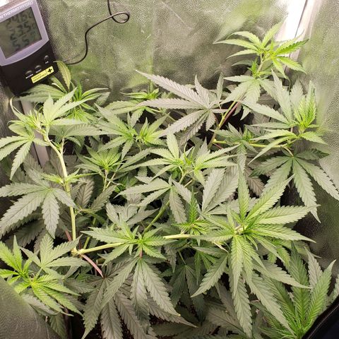 Super Lemon Haze growlog timeline photo