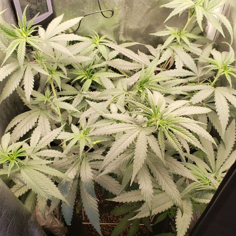 Super Lemon Haze growlog timeline photo