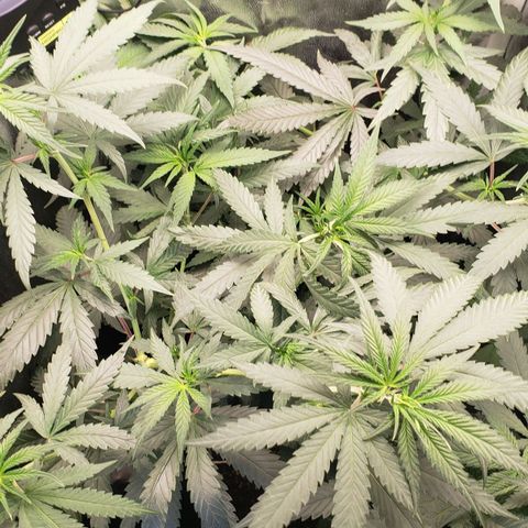 Super Lemon Haze growlog timeline photo