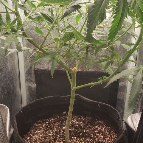 Super Lemon Haze growlog timeline photo