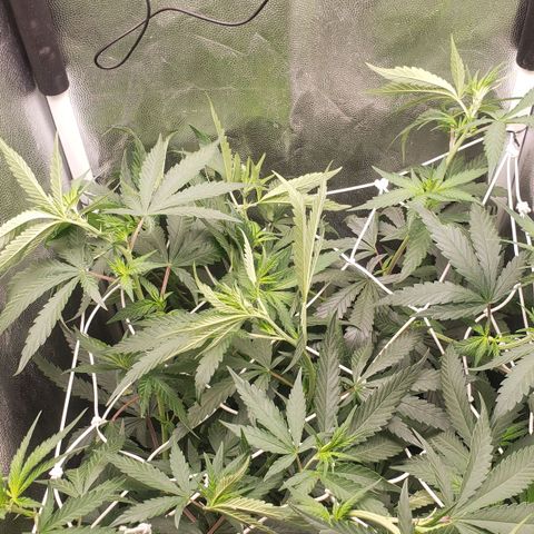 Super Lemon Haze growlog timeline photo