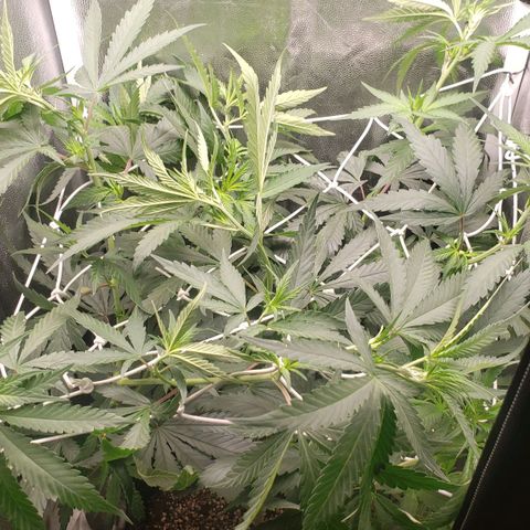 Super Lemon Haze growlog timeline photo
