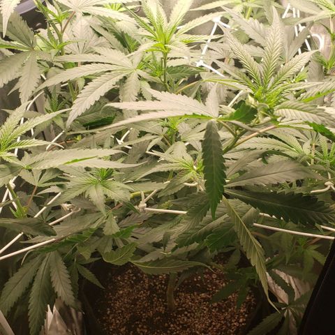Super Lemon Haze growlog timeline photo