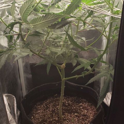 Super Lemon Haze growlog timeline photo