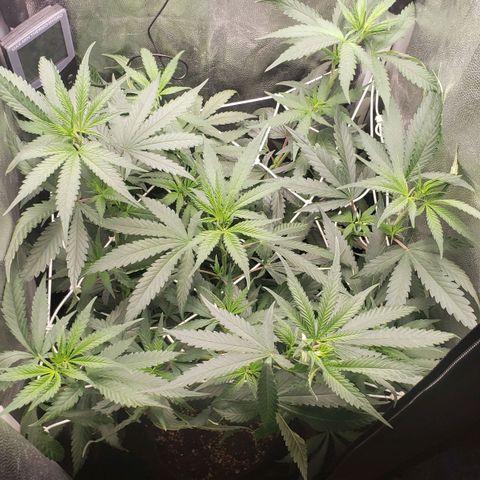 Super Lemon Haze growlog timeline photo