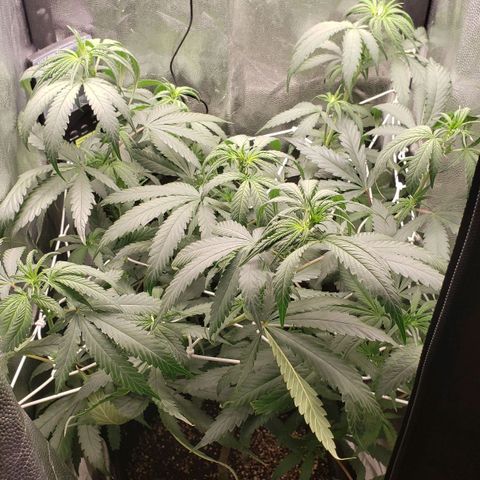 Super Lemon Haze growlog timeline photo