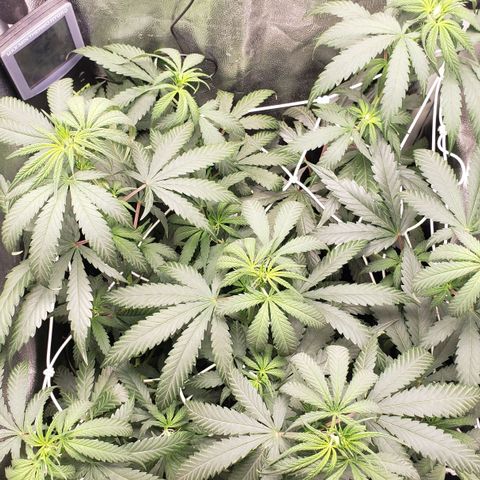 Super Lemon Haze growlog timeline photo