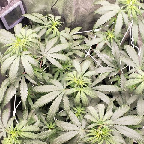 Super Lemon Haze growlog timeline photo