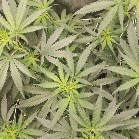 Super Lemon Haze growlog timeline photo