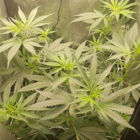 Super Lemon Haze growlog timeline photo