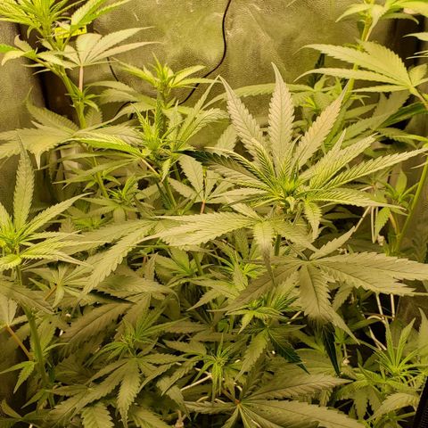 Super Lemon Haze growlog timeline photo