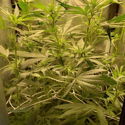 Super Lemon Haze growlog timeline photo