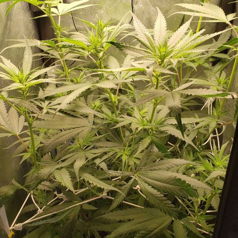 Super Lemon Haze growlog timeline photo