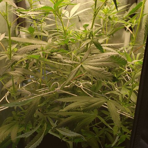 Super Lemon Haze growlog timeline photo